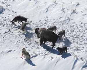 Canis_lupus_pack_surrounding_Bison