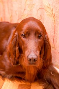 Retriever dog face. With orange background.