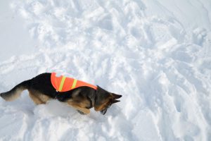 If you are buried in an avalanche, who could imagine a more welcome sight that this dog!