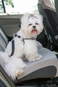 Small dog maltese sitting safe in the car on the back seat in a safety harness